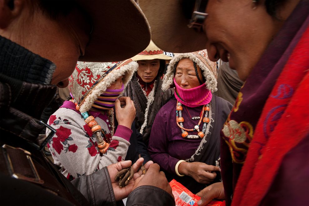 Πωλητές θιβετιανού Κορντισεπς διαπραγματεύονται με αστικούς αγοραστές