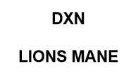 dxn lions mane 
