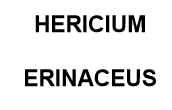 Hericium erinaceus